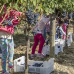 CANTINE APERTE IN VENDEMMIA