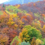 IL FOLIAGE: FOGLIAME AUTUNNALE